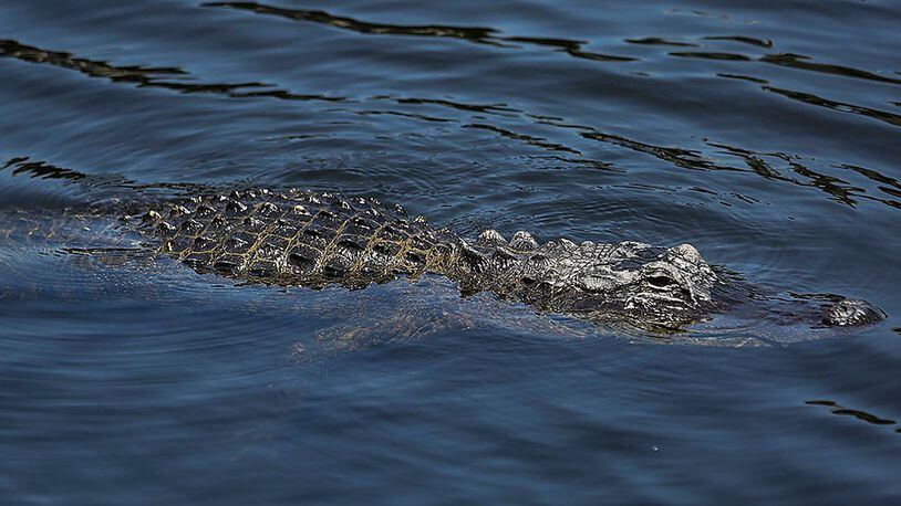 File photo of an alligator.