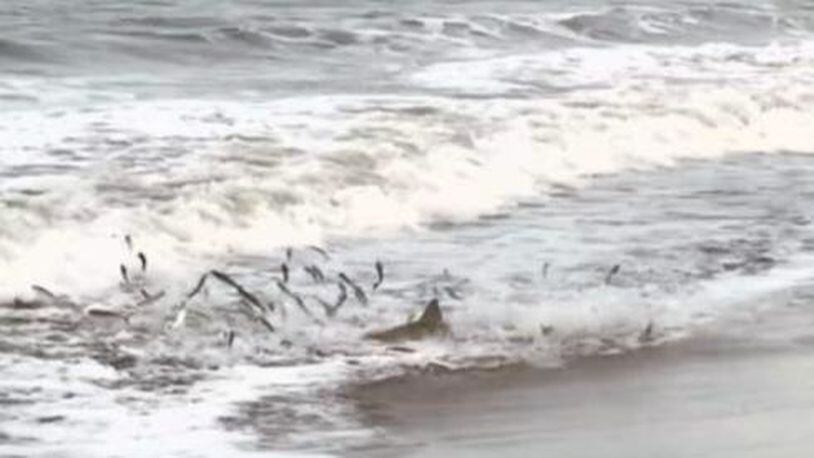 A shark "feeding frenzy" was caught on camera just a few feet of the coast of a Florida beach. (Photo courtesy Scott Cohen)