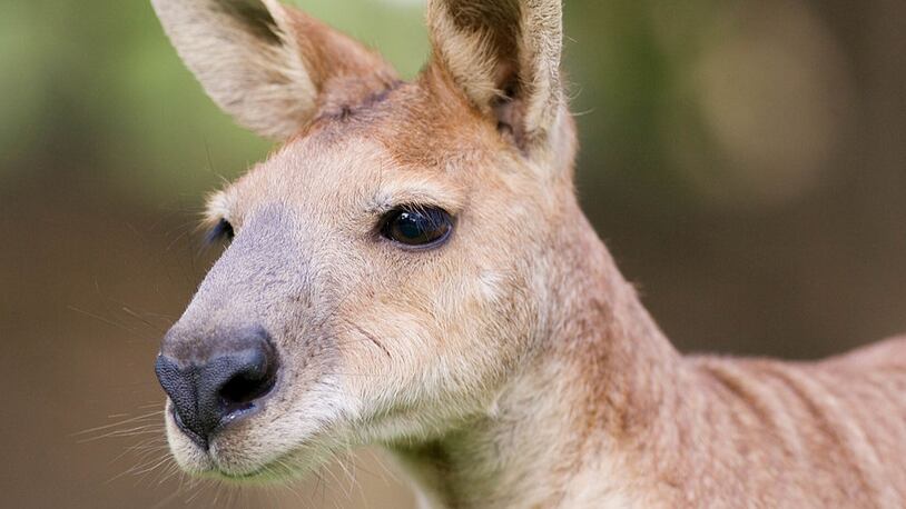 AUSTRALIA - FEBRUARY 27:  Antilopine Wallaroo, Queensland, Australia.  (Photo by Tim Graham/Getty Images)
