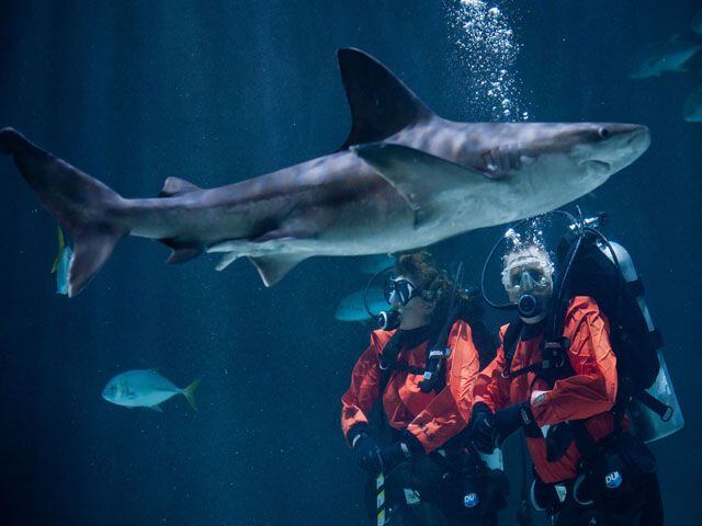Eye-To-Eye With Sharks At Point Defiance Zoo & Aquarium