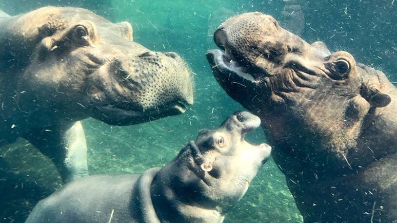 Fiona, the Cincinnati Zoo's beloved baby hippo, is in the water between her parents, Henry, right, and Bibi in this this July file photo.