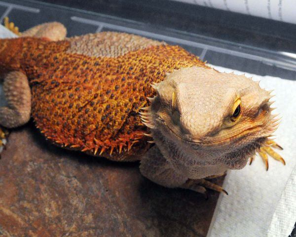 Repticon Orlando Reptile & Exotic Animal Show