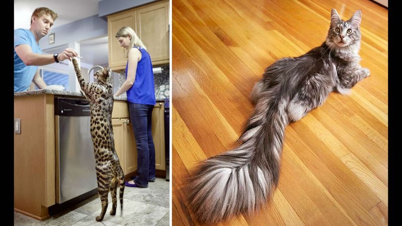 Will and Lauren Powers are seen at their Farmington Hills, Michigan, home with two of their cats, Arcturus, at left, and Cygnus. Arcturus, who held the world record as the tallest domestic cat and Cygnus, who had the world record for the longest tail, were killed in a house fire. Their bodies were found in the rubble Wednesday, Dec. 20, 2017, after being missing for more than a month.