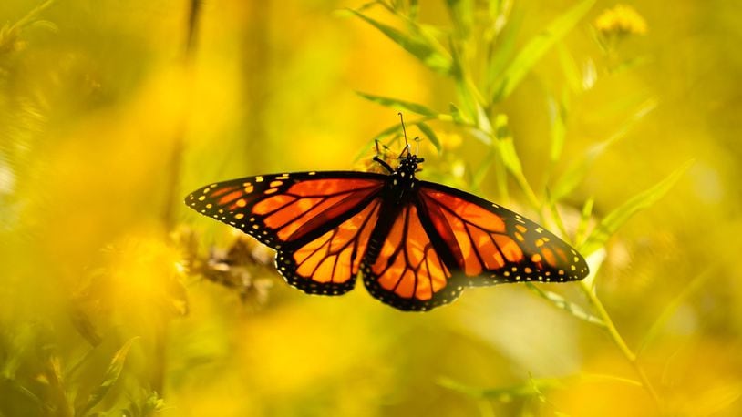 In the coming weeks a crop of butterflies will hatch in Aullwood Audubon’s new Monarch House. STAFF FILE PHOTO