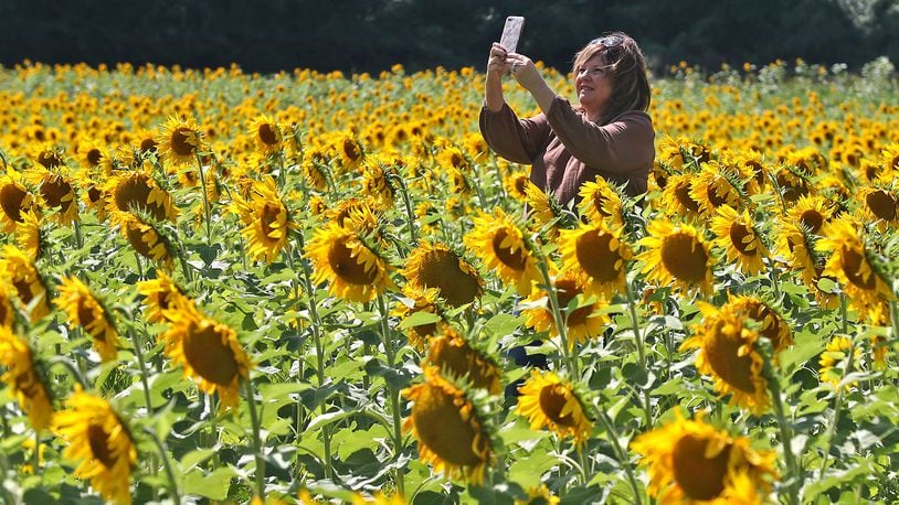 Victoria Gribler, from Springboro, takes a selfie in the middle of the sunflowers in bloom at the Tecumseh Land Trust along U.S. 68 in Yellow Springs Tuesday, Sept. 13, 2022. BILL LACKEY/STAFF