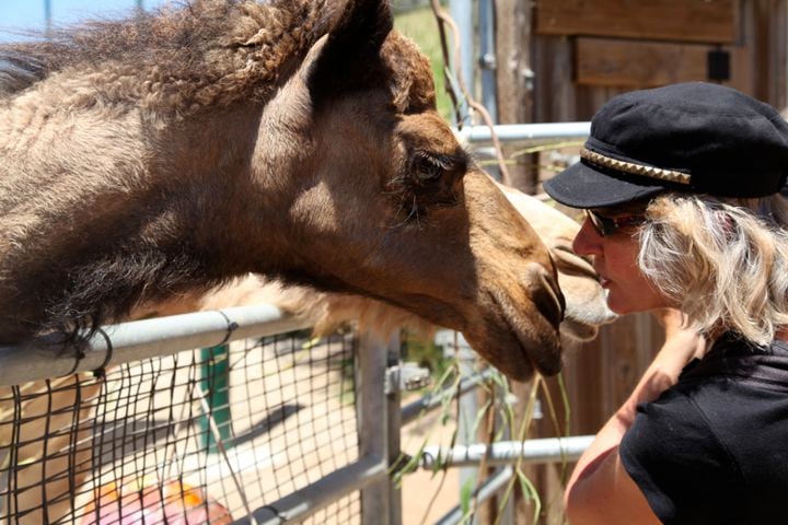 Oakland Zoo and their camels Bahir & Zahara