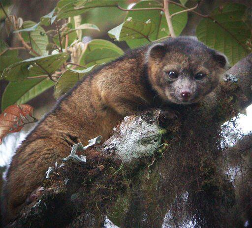 Adorable new mammal species found 'in plain sight'