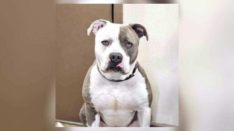 Meet Coach! He is an American Bulldog mix, around 85-90 lbs. He is a playful big boy, and he will need someone strong to take him on his walks. Coach is an absolute love bug and will be your best friend forever. His adoption fee this week is $22, as he is Pet of the Week. That includes his neuter, vaccines, microchip, dog license, and free vet check. Stop by the Clark County Dog shelter to meet him. Clark County Dog Shelter is at 5201 Urbana Road, Springfield. CONTRIBUTED