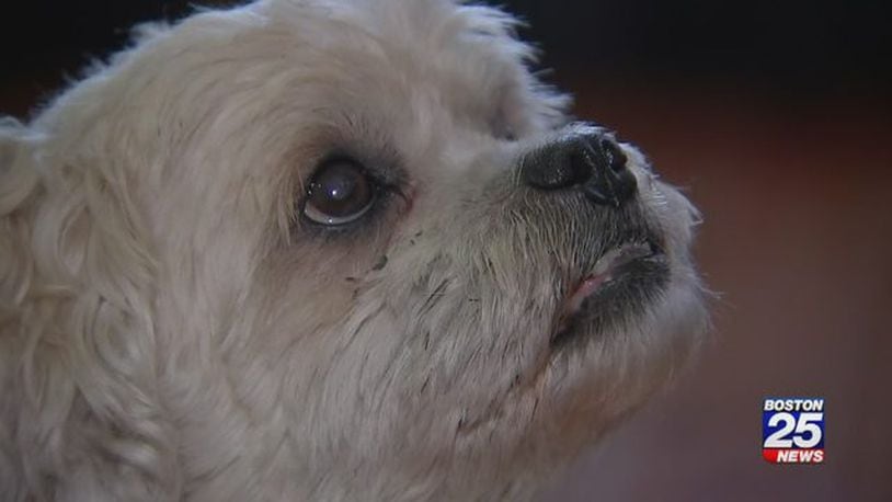 Nikko, a pug-shih tzu mix, was recently stolen, then reunited with his owner.