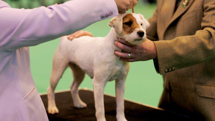 A Jack Russell Terrier named Olly, similar to the one pictured, has become a viral hit after flopping at the Crufts 2017 dog show over the weekend. (Photo by Bruno Vincent/Getty Images)