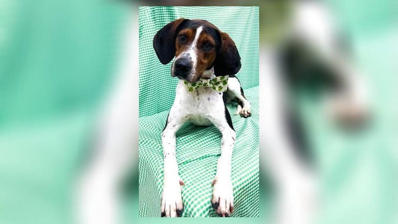 Meet Romeo! He is a 2-year-old foxhound/treeing walker coonhound mix, around 58 lbs. He came into the shelter as a stray that no one claimed. He is your typical hound, so he likes to sniff and investigate. He is very calm and would probably do best in a calm household. His adoption fee this week is $111, as he is the Clark County dog shelter’s pet of the week. He is heartworm free. His fee includes his neuter, vaccinations, microchip, 2023 dog license and a free vet check. Call 937-521-2140, if you’re interested. Clark County Dog Shelter is at 5201 Urbana Road, Springfield. CONTRIBUTED