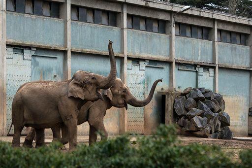 Baby and Nepal, two elephants suffering from tuberculosis, stand in their enclosure at the Parc de la Tete d'Or Zoo in Lyon, central France.