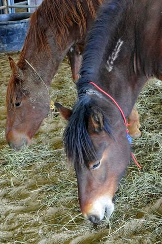 Wild Horse and Burro Adoption