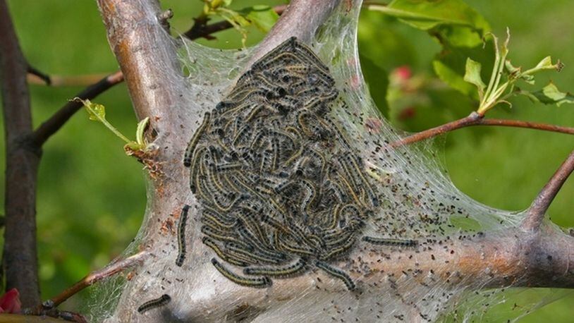 Eastern Tent Caterpillar nest. CONTRIBUTED