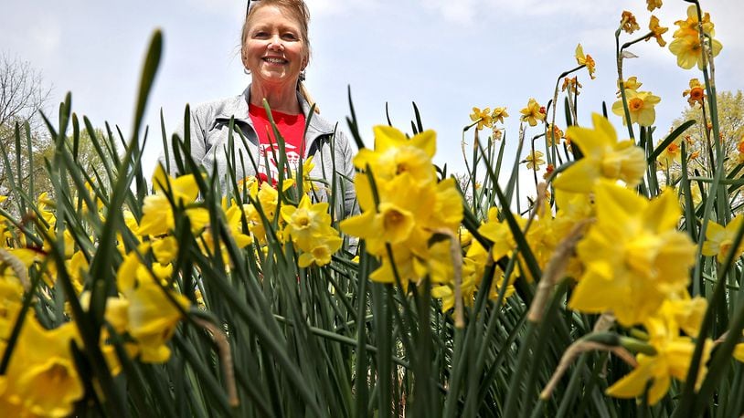 Deb Brugger, president-elected of the Master Gardener Volunteers of Clark County, with some of the daffodils blooming at the Snyder Park Gardens and Arboretum Tuesday. BILL LACKEY/STAFF