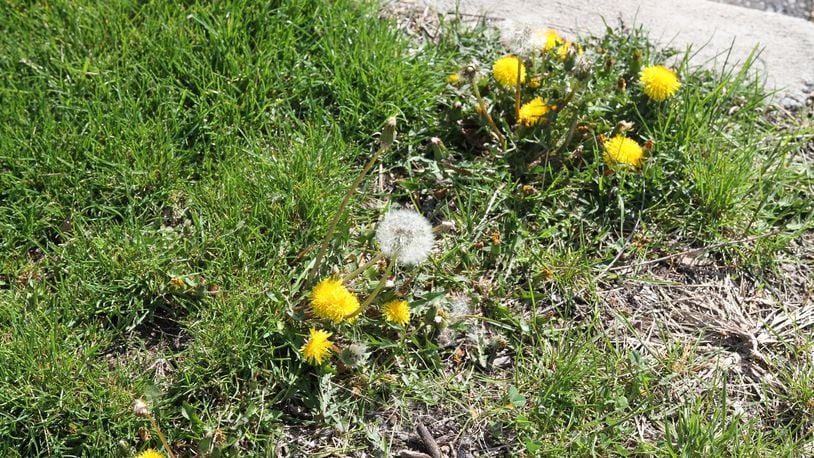 Puffball stage is the best time to use herbicides on dandelions. CONTRIBUTED