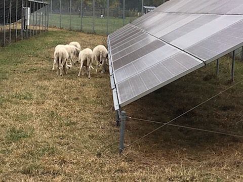 PHOTOS: Antioch College lambs