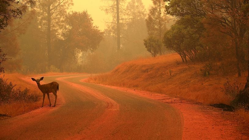 A deer stands on a road covered with fire retardant as the Carr Fire burns in the area on July 28, 2018 near Redding, California. Several people, including a former Marine, have stepped up to help rescue animals trapped in the blaze.