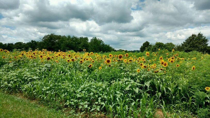Wild flowers and sunflowers planted as pollinator habitat on a farm in Warren County that has been protected from residential development through a state program.