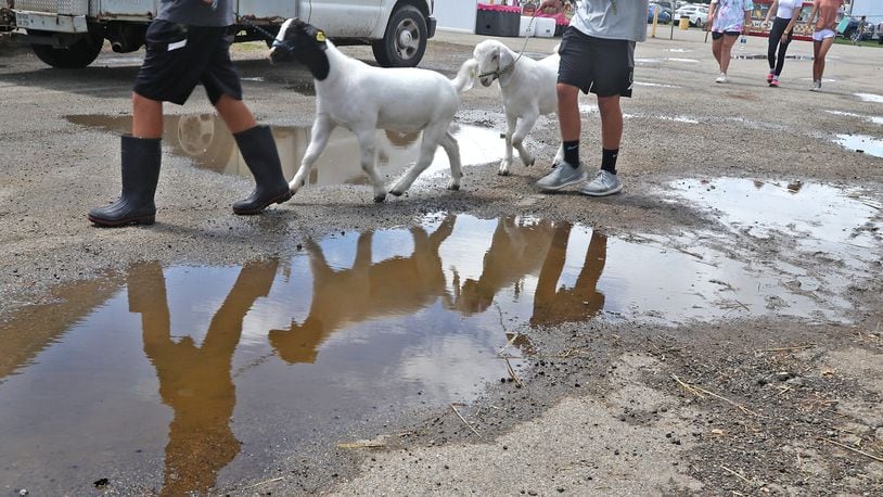 Goats are reflected in a rain puddle as their owners walk them Wednesday, July 27, 2022 at the Clark County Fair. BILL LACKEY/STAFF