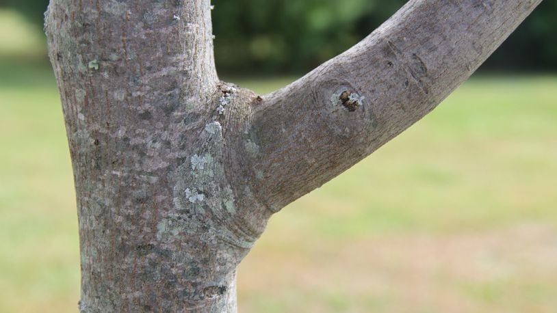 Notice the circle around the branch at the base of the stem cut here. CONTRIBUTED