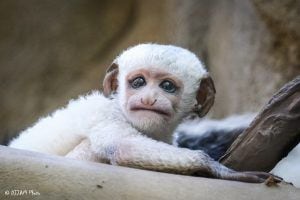 PHOTOS: Oh, these faces! Celebrating Cincinnati Zoo babies