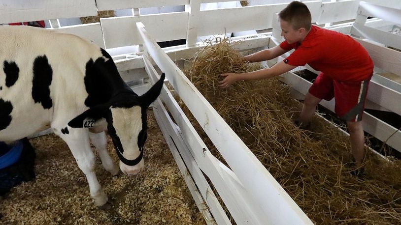 Camden Stangle, 11, spreads straw in a cow pin as he gets animal Friday on the first day of the Clark County Fair. BILL LACKEY/STAFF