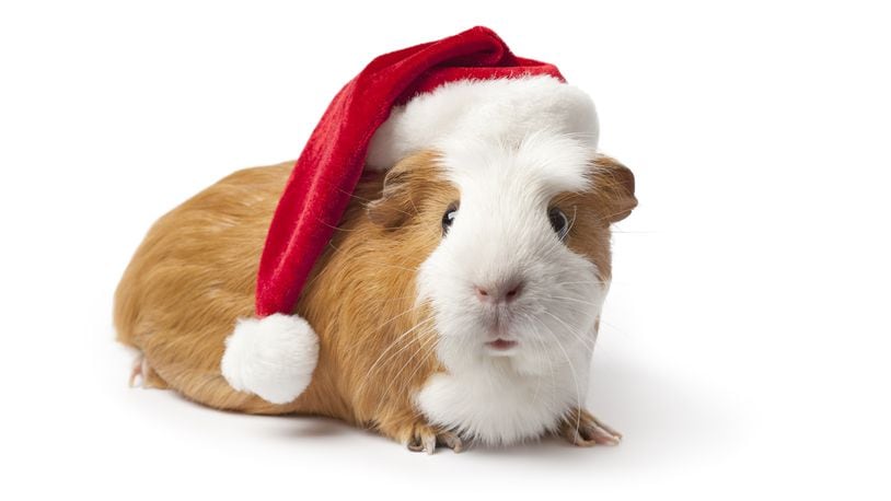 Yes, that potential pet may be cute, but don’t act on impulse when buying as a gift. CONTRIBUTED