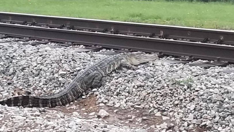 An alligator was spotted near some train tracks in Katy, Texas, on Friday morning.