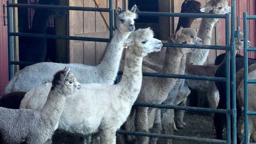 Some of the alpaca at Holdfast Alpaca Farms on Lower Valley Pike Friday. For the second year the farm will be participating in National Alpaca Farm Days this weekend and welcome visitors to meet and learn about their alpaca. BILL LACKEY/STAFF
