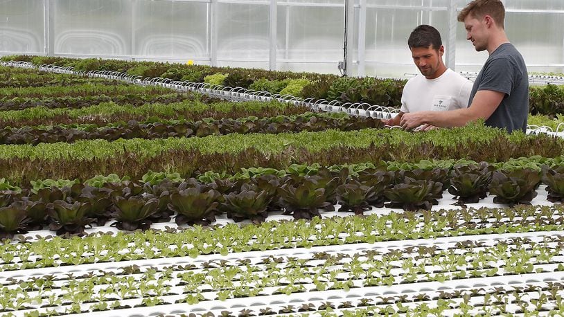 Ethan Snyder and Vic Kaczowski, owners of Old Souls Farm in Champaign County, look over the hydroponic lettuce crop growing in their greenhouse Iin this file photo. Bill Lackey/Staff