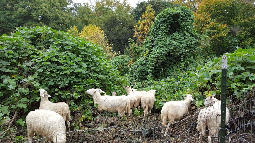 Sheep have returned to the Georgia Tech campus to help control kudzu. (Photo: Georgia Tech)
