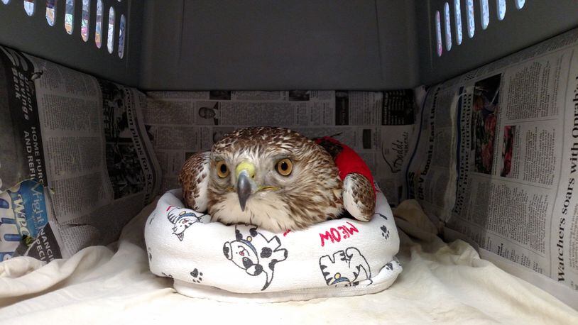 The injured hawk likely suffered a broken left wing and is being cared for at the Glen Helen Raptor Center. (Contributed)