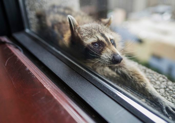 Raccoon climbing Minnesota skyscraper goes viral, captivates nation