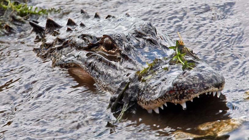 Two alligators, like this one seen in The Acreage in 2011, attacked a Nebraska family in June at Walt Disney World, the Orlando Sentinel reported Sunday, July 3, 2016. The attack took the life of the family’s 2-year-old son.