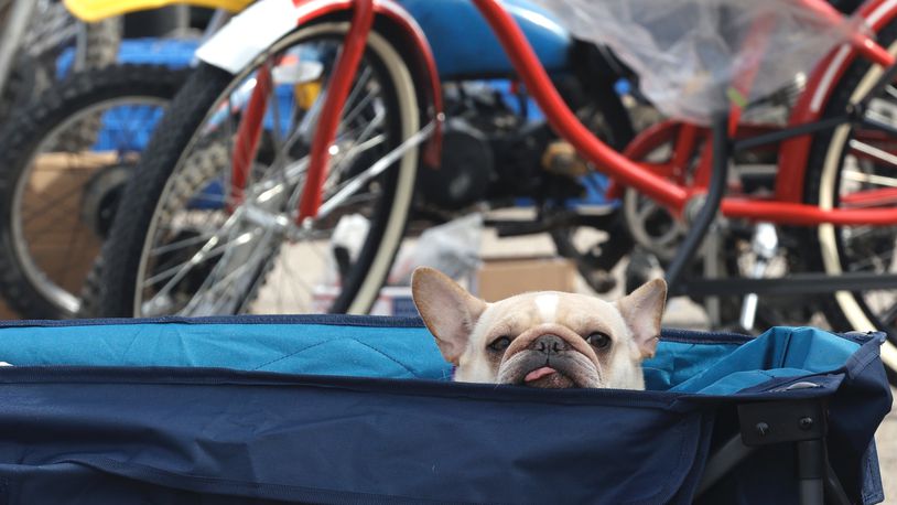 Several events will be held this weekend in Clark and Champaign Counties, including the Walneck’s Motorcycle Swap Meet on Sunday at the Clark County Fairgrounds. In this file photo, Ruby, a French bulldog, peeked out of the wagon she was riding in last year during this event. FILE/BILL LACKEY/STAFF