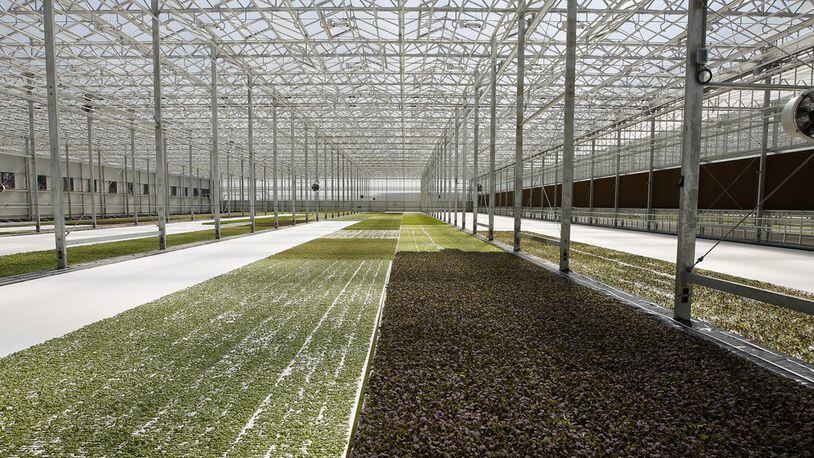 The 120,000-square-foot BrightFarms Ohio Greenhouse grows spring mix greens for local distribution with energy and water saving techniques. TY GREENLEES / STAFF