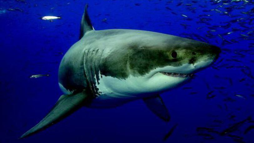 Great white shark, similar to Katharine,  photographed in the waters off Guadalupe, Mexico.