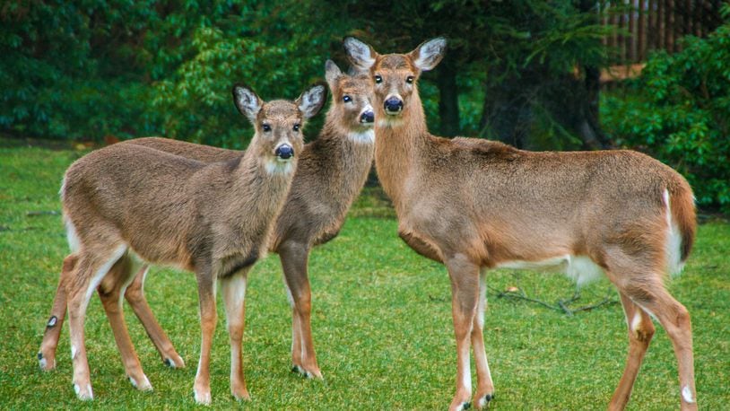 The Fall 2019 Seasonal Smarts Digest by Farmers Insurance encourages drivers to keep an eye out for unexpected wildlife when they hit the roads this fall. Metro News Service photo