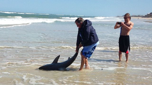 Fisherman catches shark off New Smyrna Beach