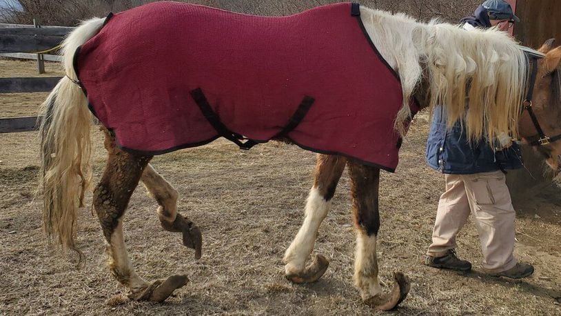 The conditions of the horses' hooves shocked rescuers. (MSPCA-Angell/MSPCA-Angell)
