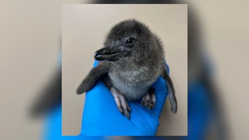Little blue penguins, like this chick, are among the at-risk birds the Cincinnati Zoo and Botanical Garden are moving indoors as a precaution against the avian flu. Photo courtesy the Cincinnati Zoo and Botanical Garden.