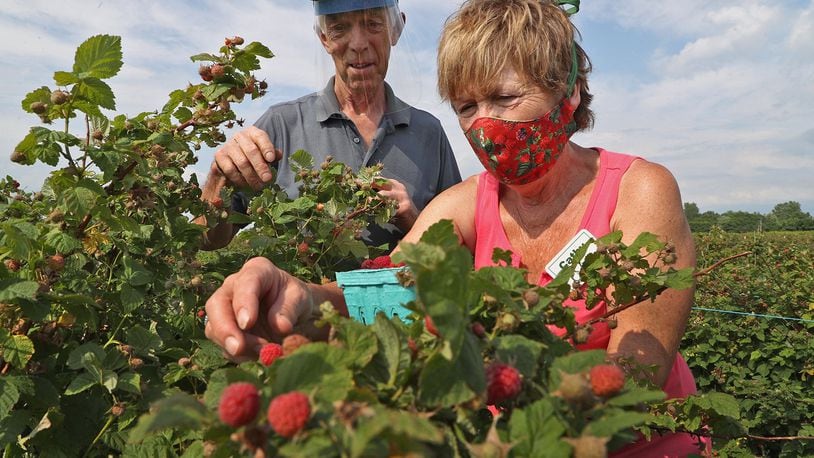 Mike and Cathy Pullins, owners of the Champaign Berry Farm, pick some red raspberries Friday at the farm. BILL LACKEY/STAFF