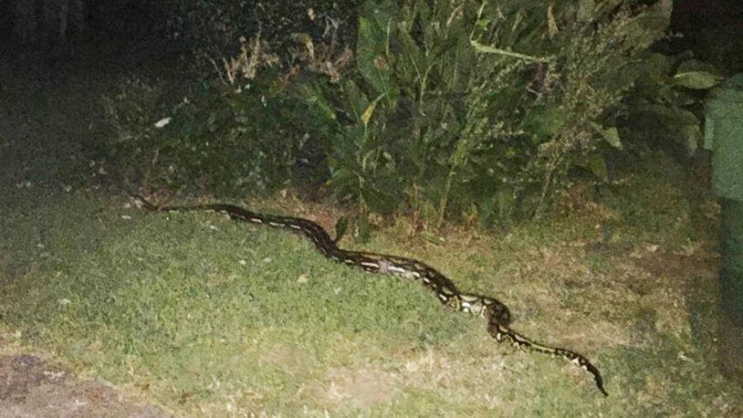 Residents in East Atlanta Village have recently been dealing with an escaped python, which was most recently captured Wednesday night. (Photo by Phil Sanders)