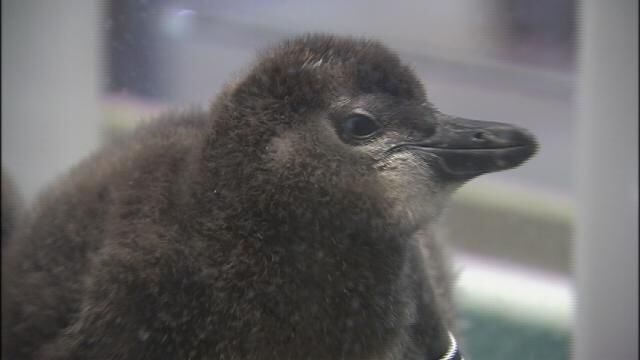 African penguin chicks hatch at Pittsburgh’s National Aviary
