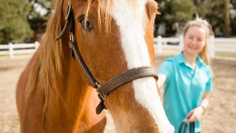 The Humane Society of Louisiana has 19 horses available for adoption. (Photo courtesy Humane Society of Louisiana)