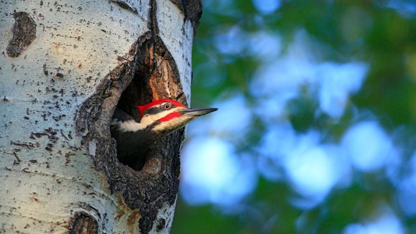 Pileated Woodpecker (Dryocopus pileatus) is a very large North American woodpecker