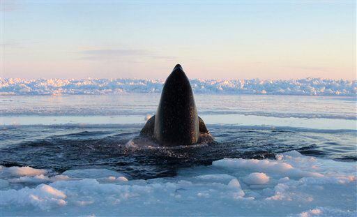 In this Tuesday, Jan. 8, 2013 photo provided by Marina Lacasse, a killer whale surfaces through a small hole in the ice near Inukjuak, in Northern Quebec.