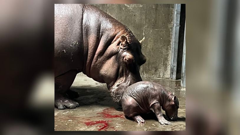 The Cincinnati Zoo's hippo Bibi gave birth to her second calf on Wednesday, Aug. 3, 2022, making 5-year-old Fiona officially a big sister. Photo courtesy the Cincinnati Zoo & Botanical Garden.