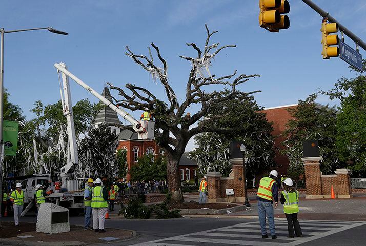 Poisoned trees big part of Auburn tradition